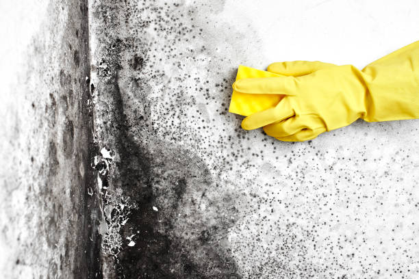 Professional Mold Removal in Lakeview, OH