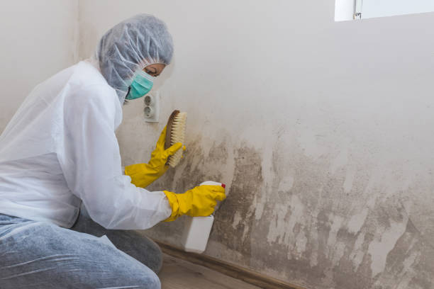 Best Attic Mold Removal  in Lakeview, OH