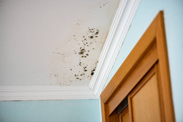 Best Same-Day Mold Removal  in Lakeview, OH