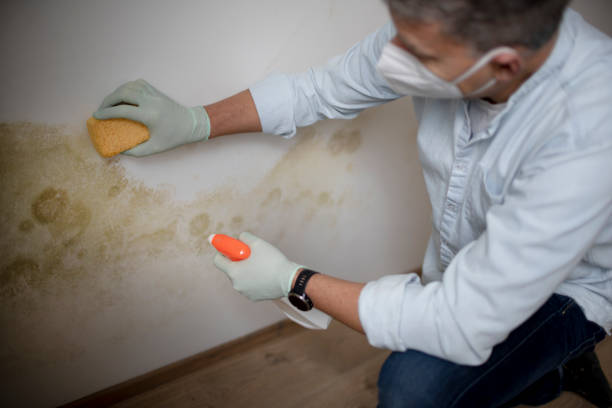 Mold Removal Process in Lakeview, OH