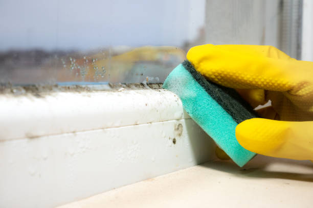 Best Emergency Mold Removal  in Lakeview, OH