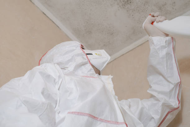 Best Certified Mold Removal  in Lakeview, OH