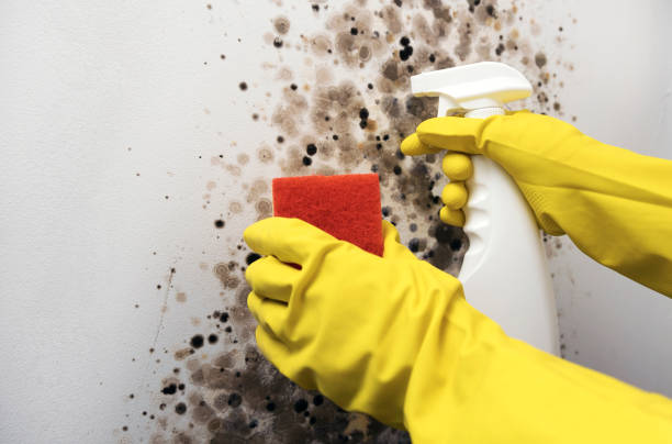 Best Professional Mold Removal  in Lakeview, OH