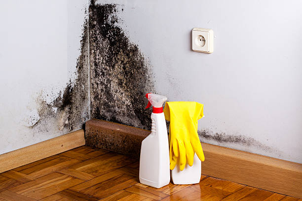 Best Mold Inspection  in Lakeview, OH