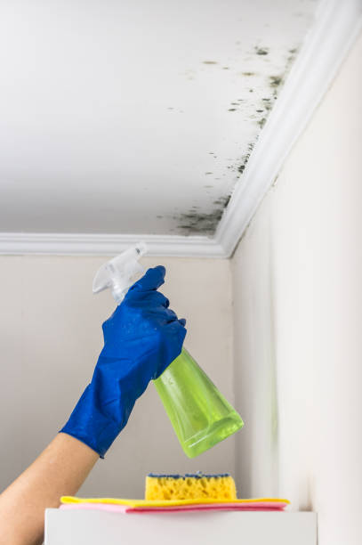 Mold Removal and Inspection in Lakeview, OH