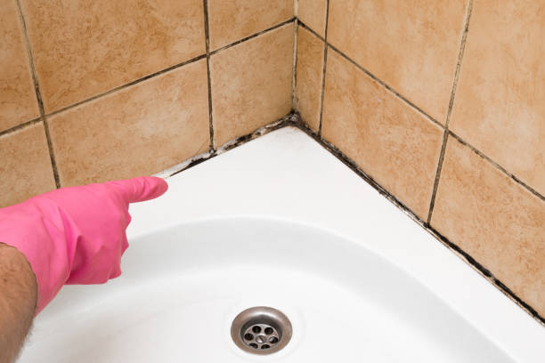 Best Toxic Mold Removal  in Lakeview, OH